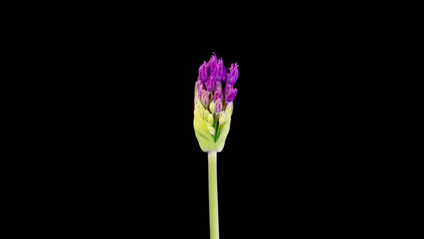 Allium Blossoms. Beautiful Timelapse of Big Violet Allium Christophii Flower Blooming on Black Background. 4K.