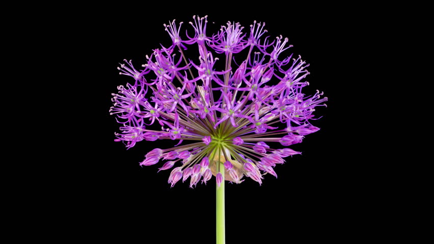 Allium Blossoms. Beautiful Timelapse of Big Violet Allium Christophii Flower Blooming on Black Background. 4K.