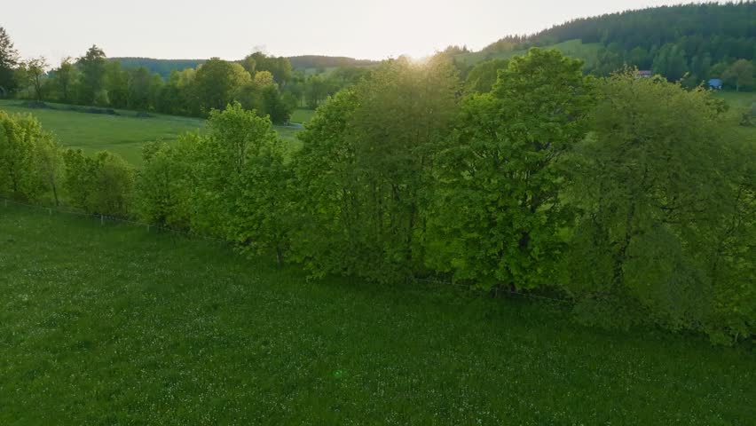 Smooth Slow Motion Flight Above Fresh Green Spring Blooming Meadow in Sunset Light. Smooth Camera Flight. Footage in European Landscape. Realistic Authentic Ambient Sounds.
