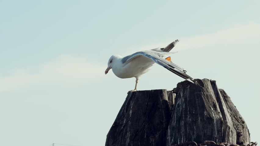 Seabird albatross stands on a wooden beam in Venice, Italy and cleans its feathers looks around against the blue sky in the summer