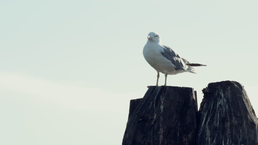 Seabird albatross stands on a wooden beam in Venice, Italy and cleans its feathers looks around against the blue sky in the summer