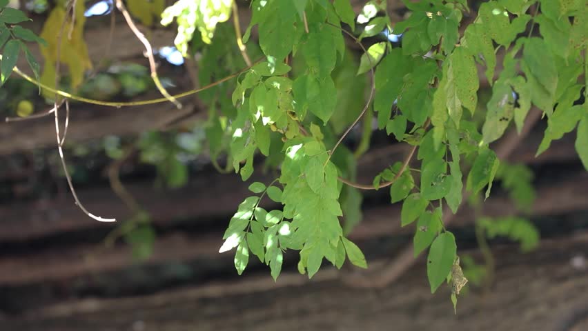 WONINJAE, KOREAN TRADITIONAL HOUSE, HANOK IN YEONSU-GU, INCHEON, SOUTH KOREA
