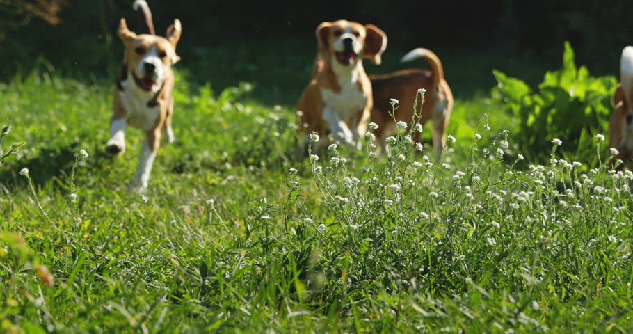 Three beagle dogs joyfully running across a grassy field dotted with small white flowers, embracing the warmth of a sunny day and the freedom of the outdoors