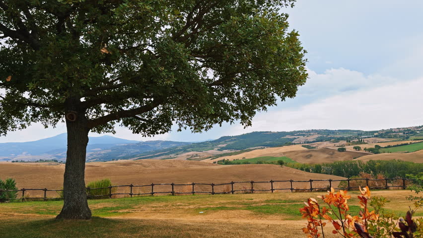 Tuscany  Panoramic view fields showing oak tree near fence, golden meadows stretching across hills, peaceful farmland scene under light clouds