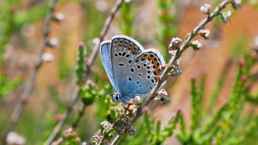 Silver-studded Blue Butterfly. Side View.