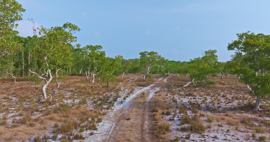 Aerial view of a sparse savanna landscape at Prathong island. The white Samed trees grows on white sand. It is a unique local tree that has been decorated by nature with beautiful twisted branches.