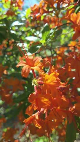 Rhododendron calendulaceum, the flame azalea. Vibrant orange azaleas swaying gently in the breeze amongst lush greenery