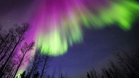 A bright aurora with a mix of green, orange and red colors filled the sky, visible among the treetops. - Powered by Shutterstock - Get 15% off with code: PIKWIZARD15