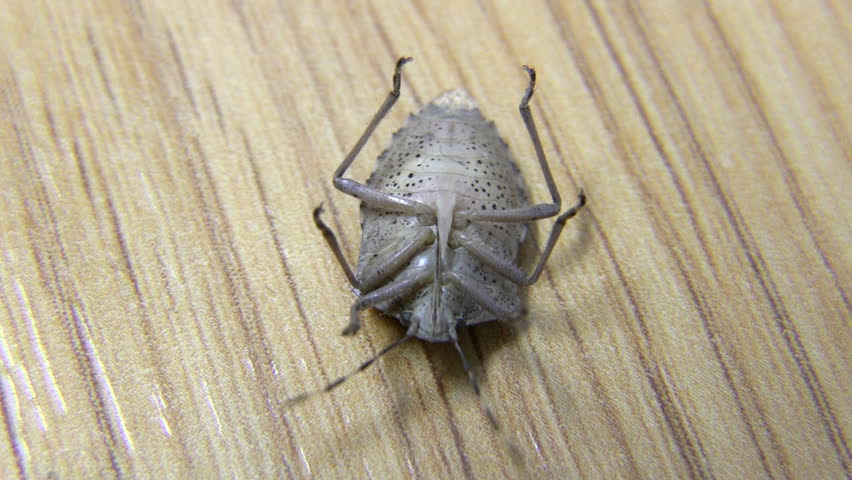 forest bug tries to turn over 