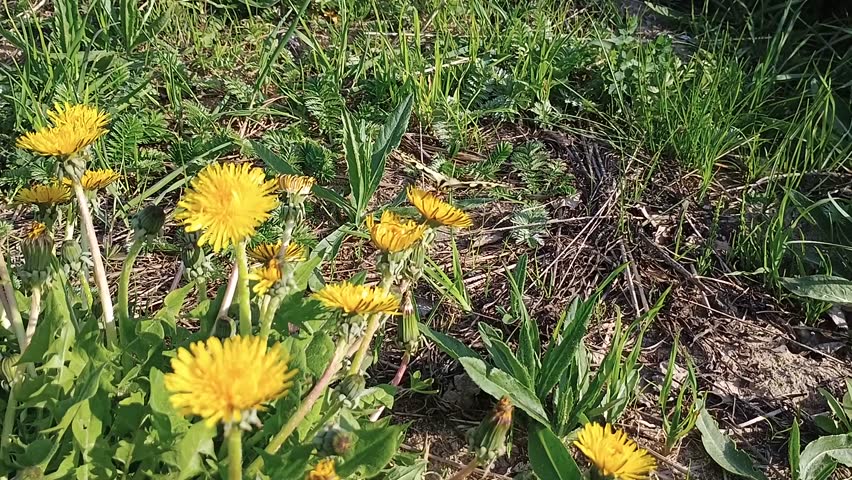 Wild Spring Meadow with Butterflies