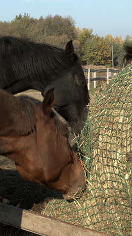Close up view of two horses eating hay from a slow feeder net. Vertical video.
