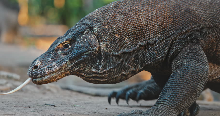 Komodo dragon walking slowly across the rugged terrain of Rinca island, Indonesia, showcasing its impressive size and prehistoric appearance, embodying the essence of a powerful apex predator