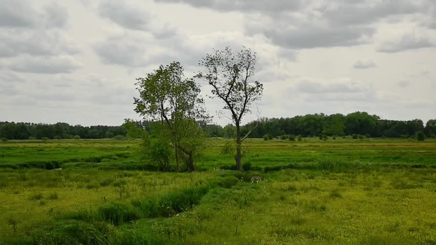 spring marsh landscape with trees and high grass waving in the wind under gray clouds in the Bourgoyen nature reserve, Ghent, Flanders, Belgium
