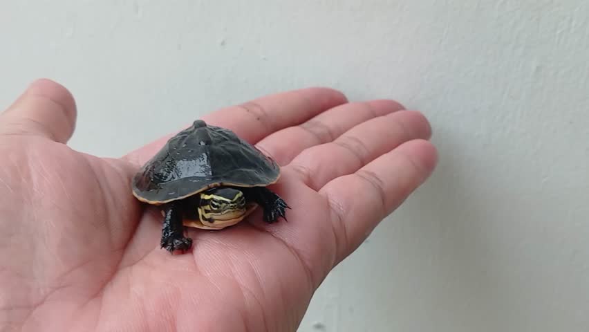 Footage of a baby Ambon turtle with the Latin name Cuora Amboinensis on the left palm