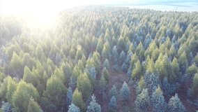 Aerial View of Sunlit Evergreen Tree Plantation at Dawn - Powered by Shutterstock - Get 15% off with code: PIKWIZARD15