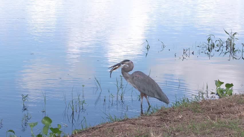 Great Blue Heron Feeds on Fish near Florida Lake