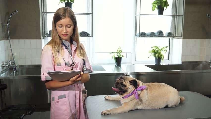 Nurse taking notes after examining a cheerful pug dog