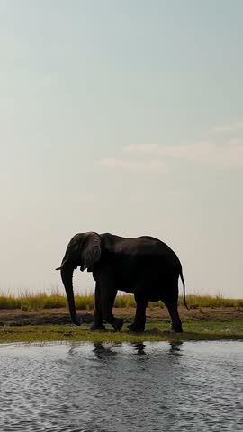 African Elephant At Chobe National Park In Kasane Botswana. African Animals Landscape. Wildlife Scenery. Chobe National Park At Kasane Botswana. Big Five Animals. Wild Background.