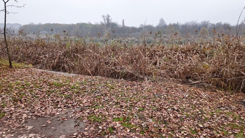Dry reeds and fallen brown leaves on a foggy autumn day. Walking along the River Danube on the Riverside Promenade of Pesterzsebet - Budapest, Hungary. Calm wetland scenery, sleeping winter nature.