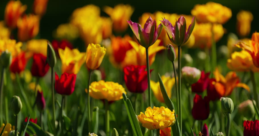 An idyllic garden scene showcasing bright yellow tulips illuminated by warm sunlight in St.Petersburg, Russia, conveying vibrancy, freshness, and natural beauty in a serene outdoor setting