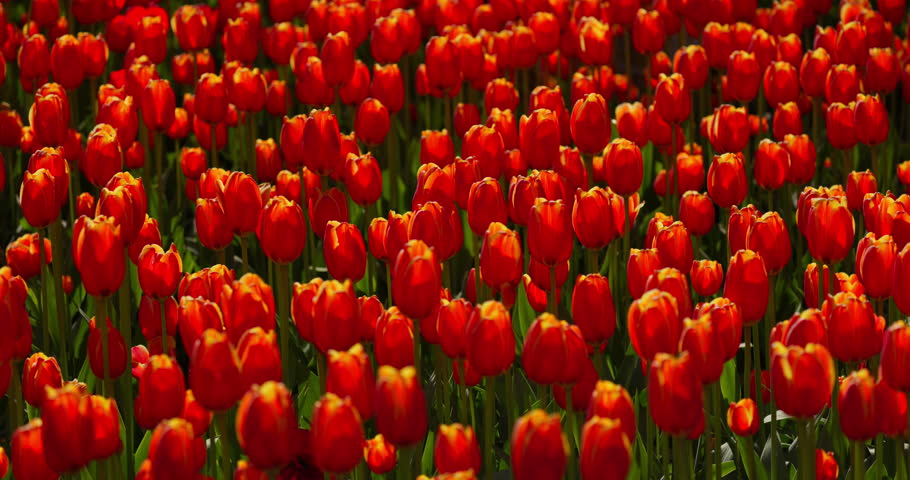 An idyllic garden scene showcasing bright red tulips illuminated by warm sunlight in St.Petersburg, Russia, conveying vibrancy, freshness, and natural beauty in a serene outdoor setting