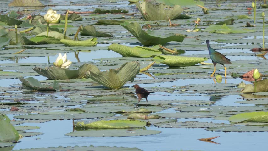 Birds in Florida Wetlands walking on Water Lily Leaves