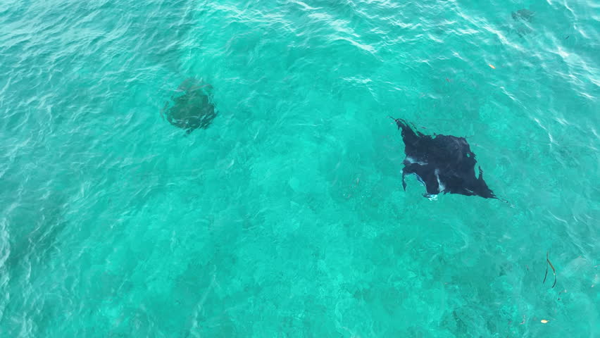 A manta ray, Manta alfredi, feeds on zooplankton just under the surface near Halmahera, Indonesia. This beautiful species of manta is the smaller of the two that are currently classified.