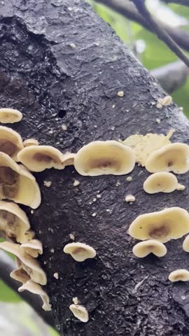 Detailed close-up of Aleurodiscus vitellinus, a native fungus species, growing on a fallen tree trunk in the damp forest of the Huilo Huilo Biological Reserve, Chile.