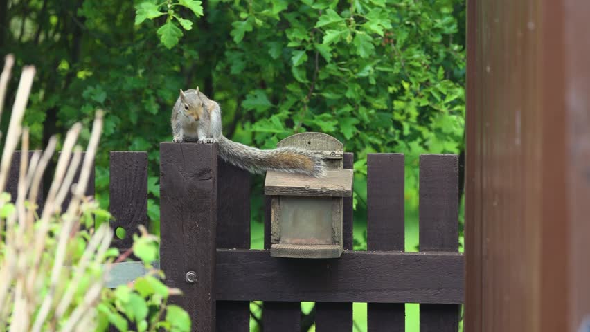 Young grey squirrel eats peanut on wooden feeder is disturbed by another squirrel, then leaps off garden fence into hawthorn tree branches. Shot at half speed slow motion