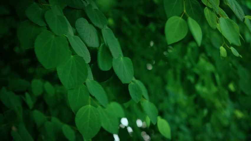 The green leaves in the forest are swaying in the wind