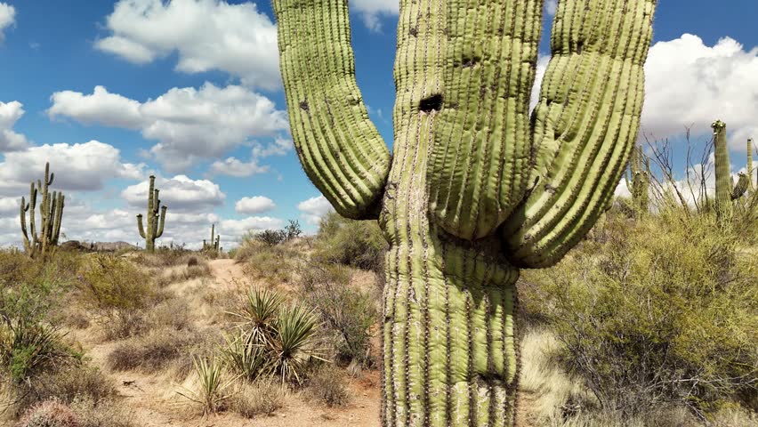 Close Up Drone Footage Of Blooming Saguaro Cactus In the Arizona Desert Near Scottsdale