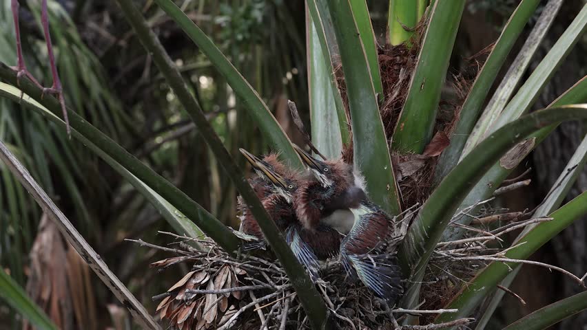 Tricolored herons in a nest 