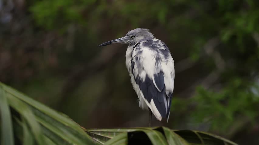 Little blue heron nesting in Florida 