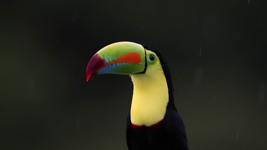 Toucan in the rain in Costa Rica 