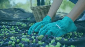 Harvester sorting olives with teal gloves on black net, sparking social metrics rise in marketing. Agriculture, harvest, organic, rustic, teamwork, sustainability, outdoor - Powered by Shutterstock - Get 15% off with code: PIKWIZARD15