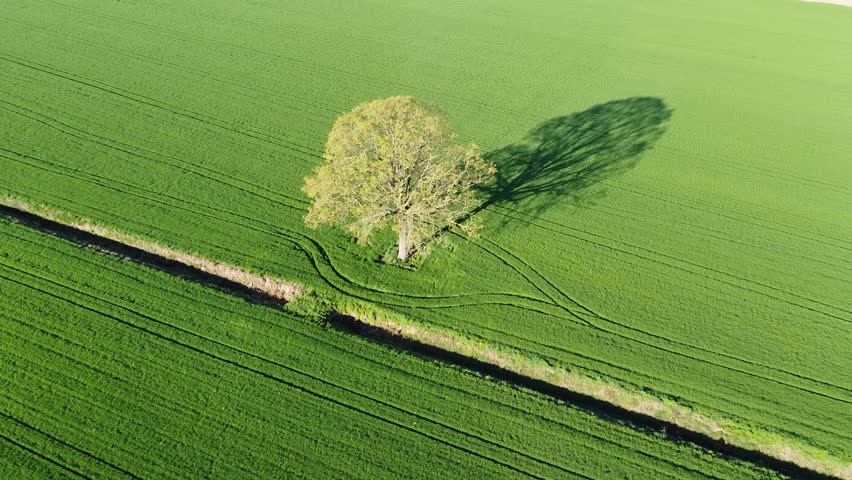 Tree in the middle of the countryside Emiliano, Italy