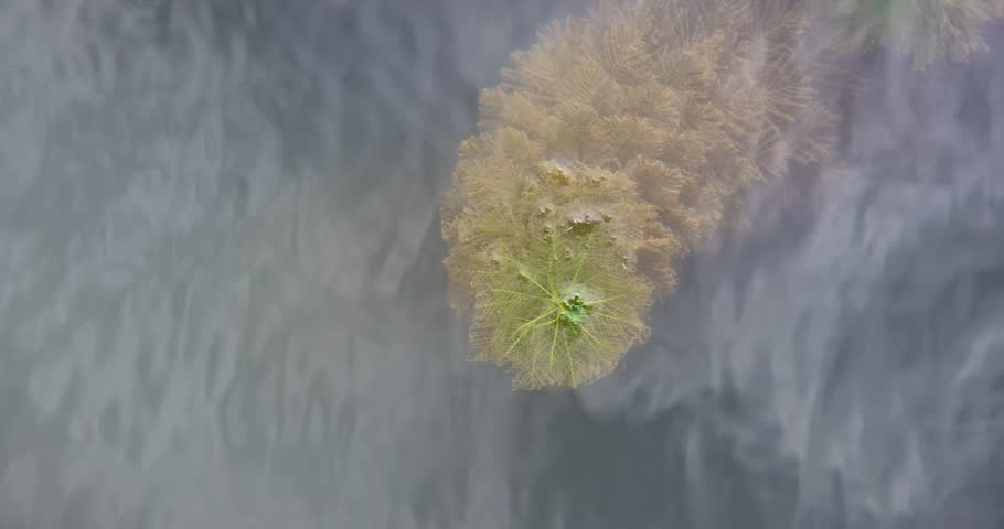 Lush aquatic plants that grow under clear water and float on the surface of water. They have leaves and stems that are clearly visible from underwater, and some of them are exposed above the water.