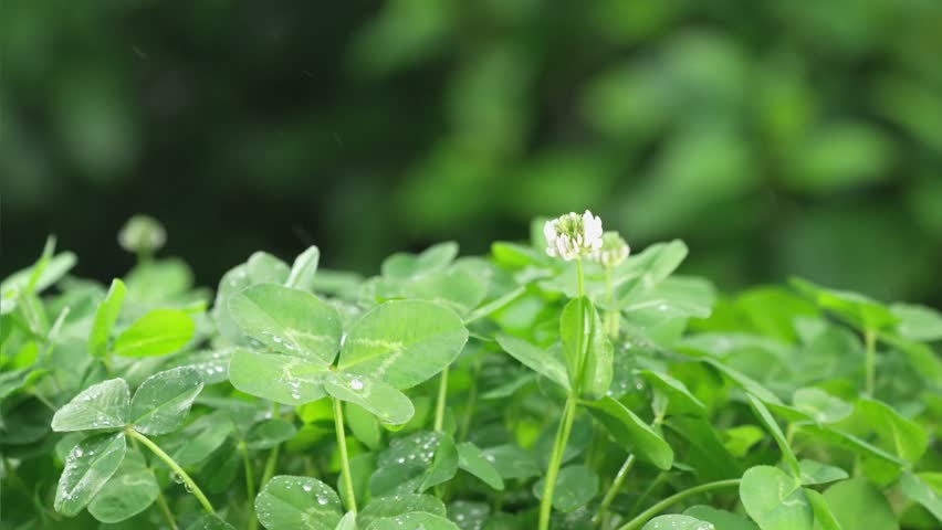 A four-leaf clover in the pouring rain