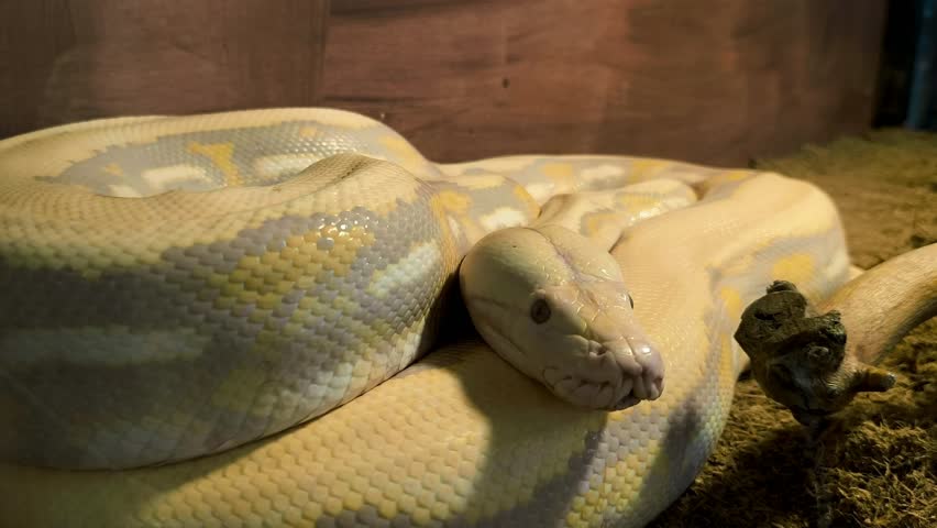 The yellow and white Burmese python (Python Bivittatus) has beautiful. Close-up of a coiled white albino python resting on a brown bedding in a terrarium.