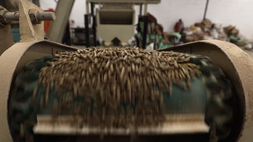Livestock feed pellets roll off agricultural conveyor on modern farm