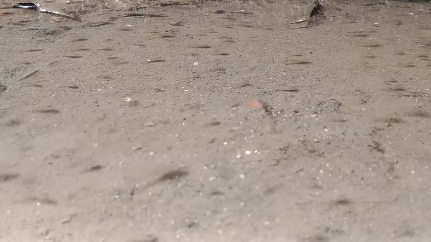 video of Gambusia affinis fish in shallow water ditch