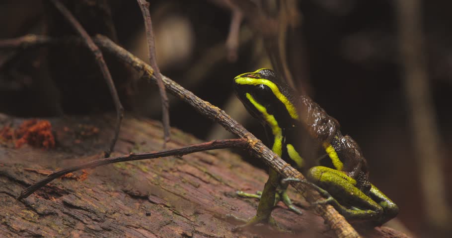 Closeup of a Peruvian poison dart frog opening its mouth on a rainforest log with tiny tadpoles nestled along its back.
