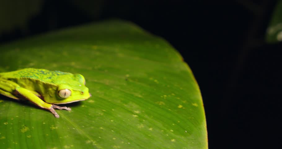 A leaf in Peru’s rainforest holds a resting green Hylidae frog, basking in jungle humidity.