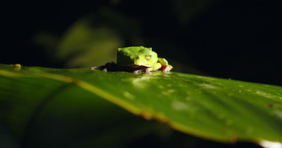 A vivid green Hylidae frog sits on a broad tropical leaf deep within Peru’s Amazon rainforest.