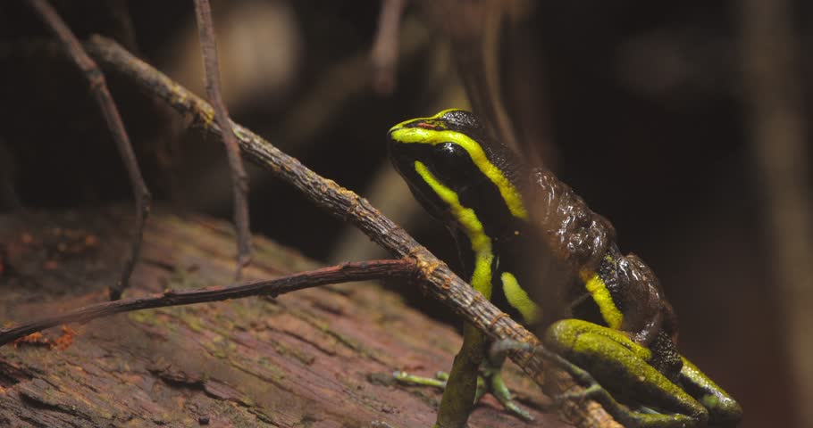 Peruvian poison-arrow frog sits calmly on a wooden log, its tadpoles riding piggyback as it jumps on Peru’s jungle floor.