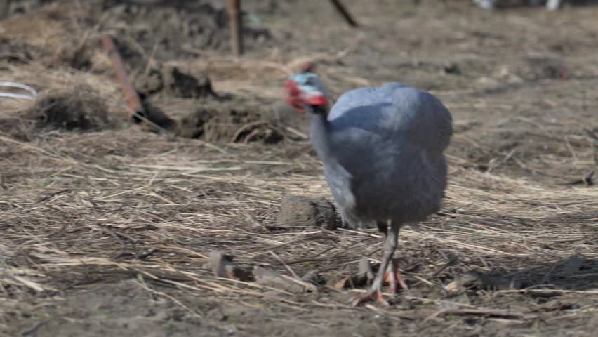 Helmeted guinea fowl walking on rural farmland