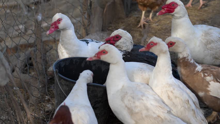 Group of Muscovy ducks gathered around water container