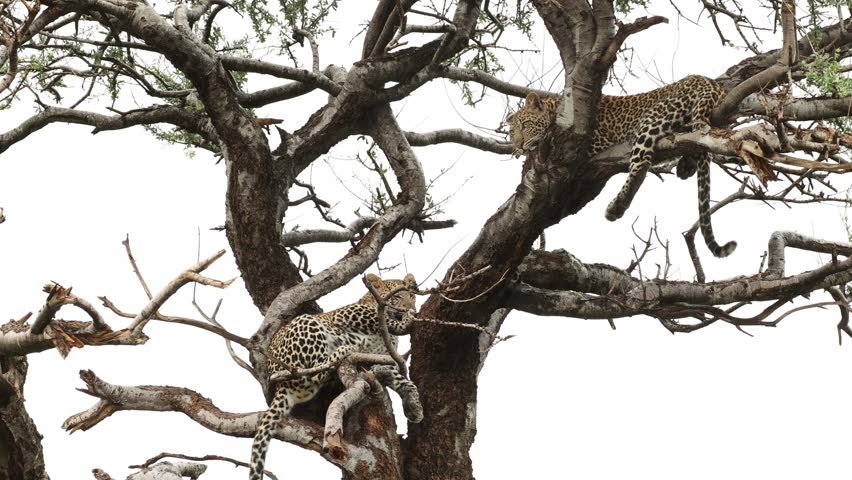 Two leopard cubs lying in a tree on a rainy day, Mashatu Game Reserve.