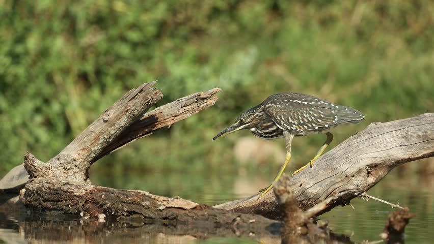 Wide shot of a striated heron standing still on a tree log in the water waiting for an opportunity to catch fish, Greater Kruger.