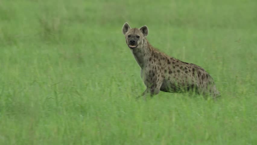 Panning shot of a spotted hyena running through the green grass in Savuti, Botswana.